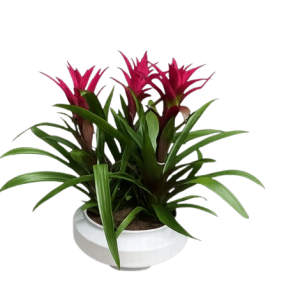 שלישיית גוזמניה