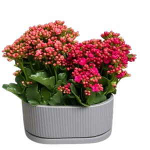 אדנית ניצניות