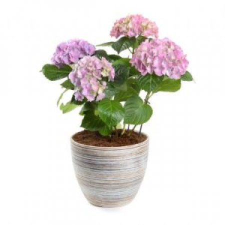 הורטנסיה בכלי קרמיקה