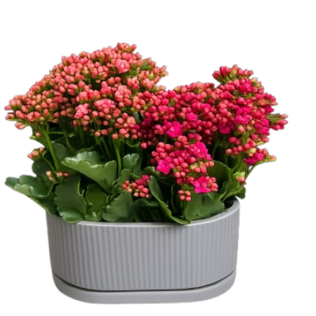 אדנית ניצניות